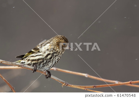 Pine Siskin, Spinus pinus, in snow 61470548
