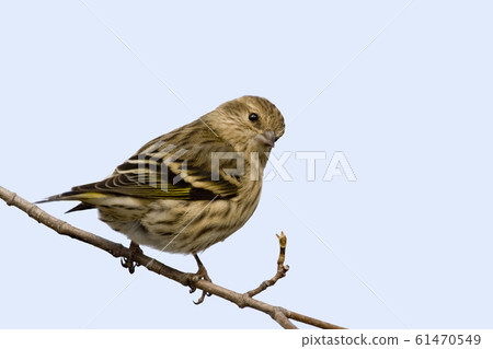 Pine Siskin, Spinus pinus, perched 61470549
