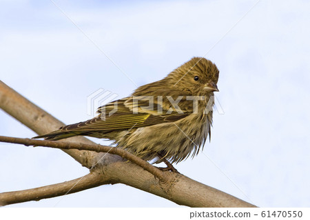 Pine Siskin, Spinus pinus, on branch 61470550