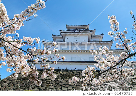 Fukushima / Tsuruga Castle in full bloom (Aizuwakamatsu Castle) Fukushima / Tsuruga Castle in full bloom (Aizuwakamatsu Castle) 61470735