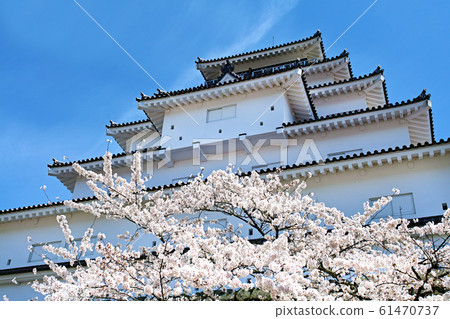 Fukushima / Tsuruga Castle in full bloom (Aizuwakamatsu Castle) Fukushima / Tsuruga Castle in full bloom (Aizuwakamatsu Castle) 61470737