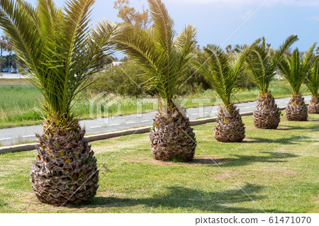 Palm trees in row along the road. Larnaca. Cyprus Palm trees in row along the road. Larnaca. Cyprus 61471070