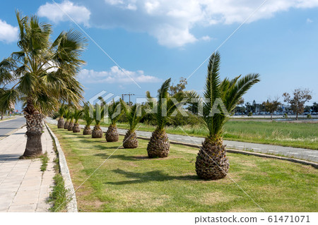 Palm trees in row along the road. Larnaca. Cyprus 61471071