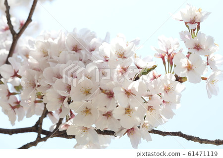 Cherry Blossoms   61471119