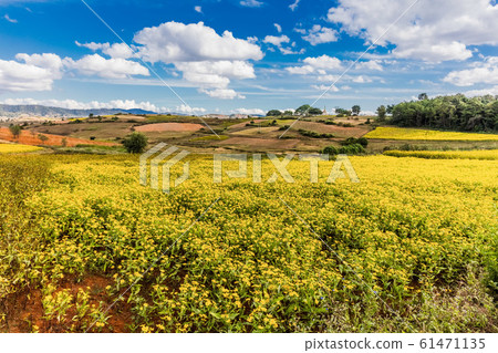 fields landscaped Shan state Myanmar fields landscaped Shan state Myanmar 61471135