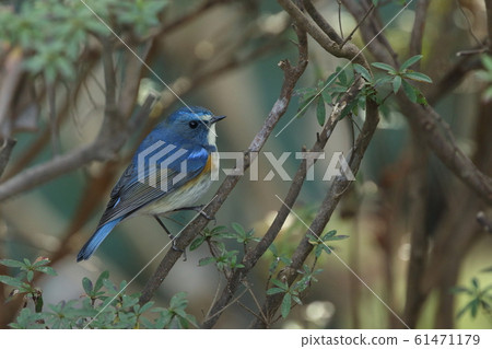 生物，野鳥，野鳥，成年雄鳥。下半部分的眉毛和肩部羽毛為淡藍色，非常漂亮的形狀 61471179