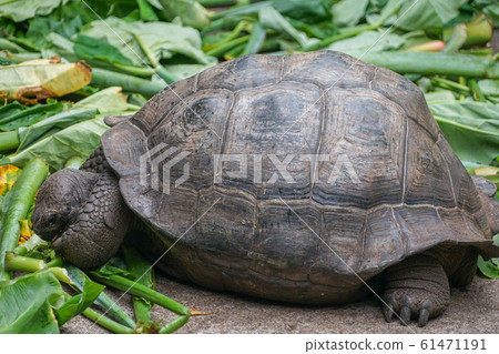 Galapagos Giant tortoise 61471191