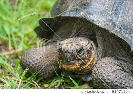 Galapagos Giant tortoise 61471194