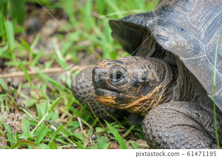 Galapagos Giant tortoise 61471195