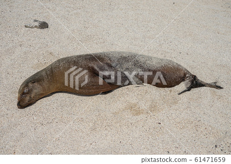加拉帕戈斯海獅 61471659