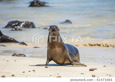 Galapagos sea lion Galapagos sea lion 61471668