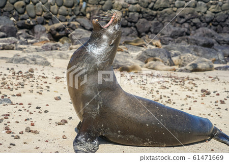 Galapagos sea lion Galapagos sea lion 61471669