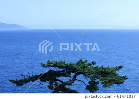 駿河灣和松樹 61471817