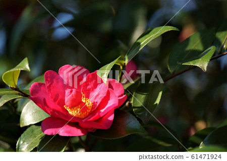 仲冬盛開的“ Kantsubaki”非常漂亮 61471924