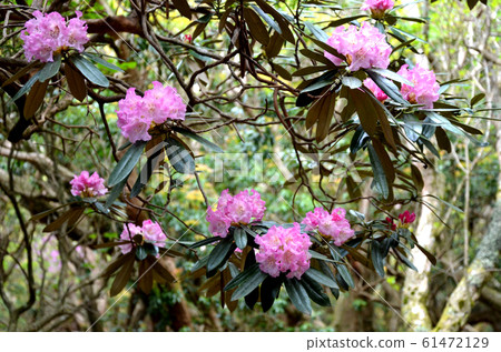 天城山杜鵑花 天城山杜鵑花 61472129