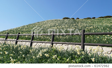 野崎市水仙村(長崎縣) 野崎市水仙村(長崎縣) 61472982