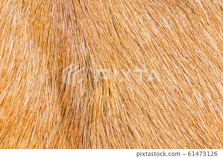 goat fur closely goat fur closely 61473126