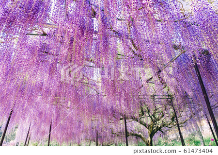 Kakushuji Fuji at Hakuhoji Temple 61473404