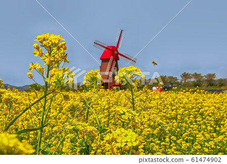 Aerial View of Yuchae Canola Flower Festival in 61474902