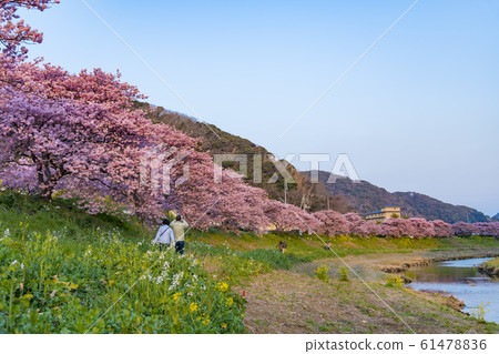 [Kawazu Sakura Minamiizu Town] 61478836