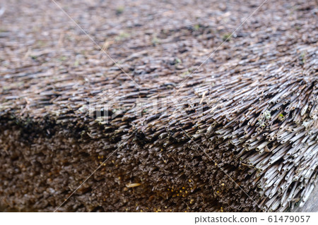 Close-up of aged gray roof made up from dried Close-up of aged gray roof made up from dried 61479057