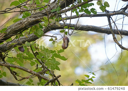 Mitsubaya Kebi Mitsubaya Kebi 61479248