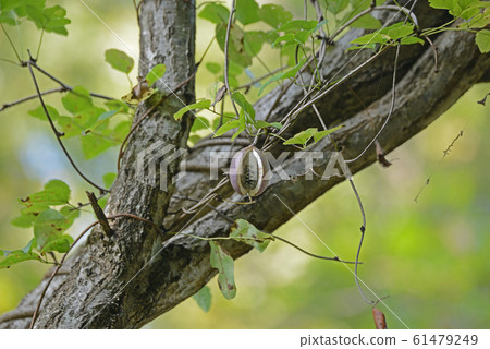 Mitsubaya Kebi Mitsubaya Kebi 61479249