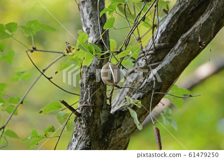 Mitsubaya Kebi Mitsubaya Kebi 61479250