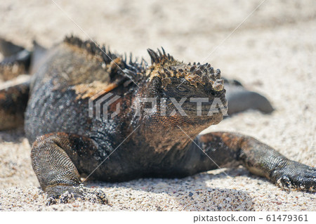 海鬣蜥 61479361