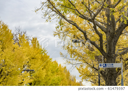 [秋葉伊cho橫濱] 61479397