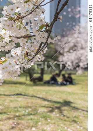 [Hama-rikyu Park] Somei Yoshino] 61479511