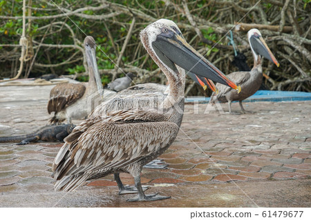 加拉帕戈斯粗鵜鶘 61479677