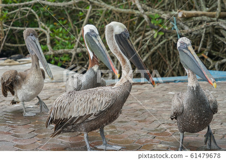 Galapagos Coarse Pelican 61479678