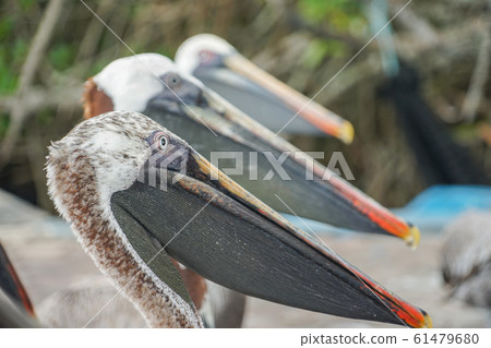 Galapagos Coarse Pelican 61479680
