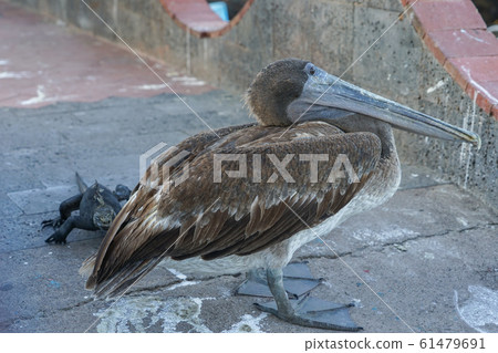 加拉帕戈斯褐鵜鶘和海鬣蜥 加拉帕戈斯褐鵜鶘和海鬣蜥 61479691