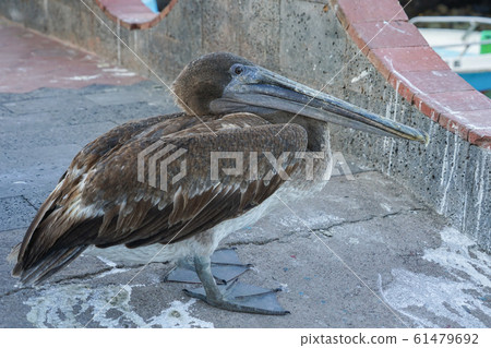 Galapagos Coarse Pelican 61479692