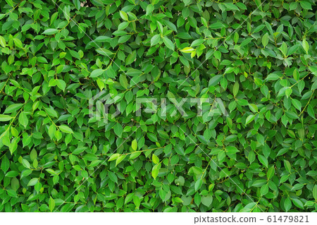 green leaf background texture green leaf background texture 61479821
