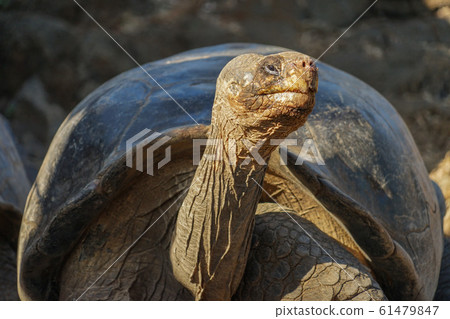 Galapagos Giant tortoise 61479847