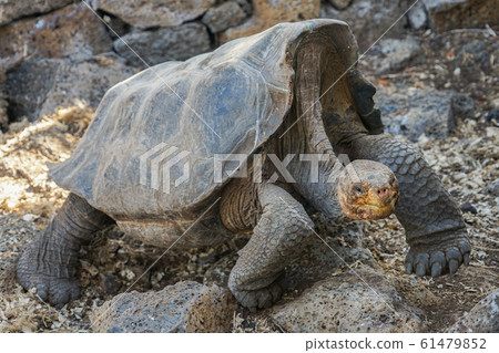 Galapagos Giant tortoise 61479852