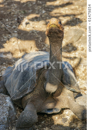 Galapagos Giant tortoise Galapagos Giant tortoise 61479854