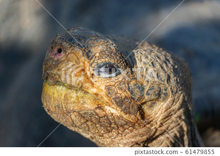 Galapagos Giant tortoise 61479855