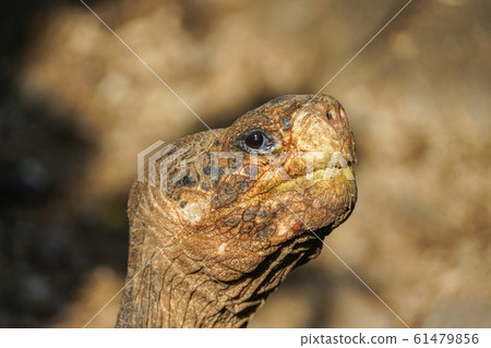 加拉帕戈斯巨龜 61479856