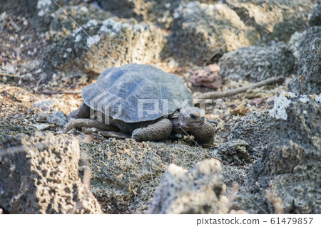Galapagos Giant tortoise 61479857