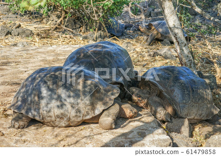 加拉帕戈斯巨龜 61479858