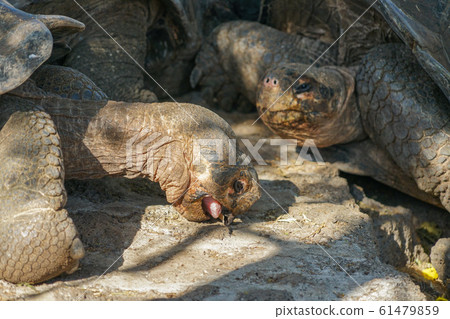 加拉帕戈斯巨龜 61479859