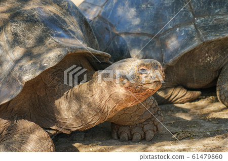 加拉帕戈斯巨龜 61479860