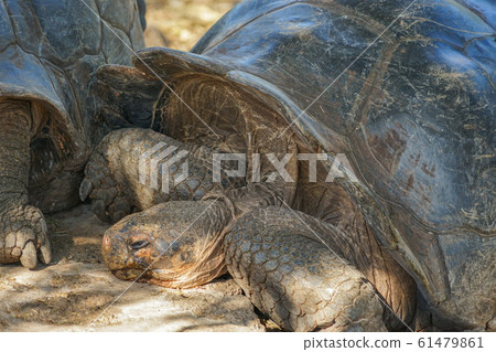 Galapagos Giant tortoise 61479861