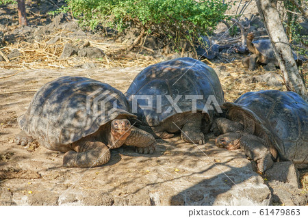 加拉帕戈斯巨龜 加拉帕戈斯巨龜 61479863