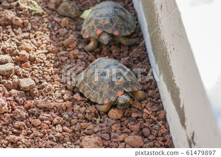 加拉帕戈斯巨龜 61479897