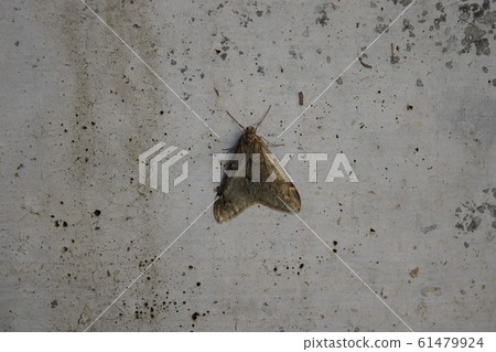 Fuyushak 61479924